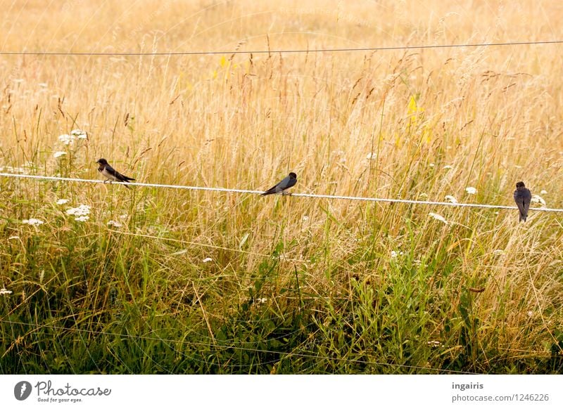 Rauchschwalben auf E-zaun Natur Pflanze Grasland Wiese Feld Tier Vogel 3 Zaun Elektrozaun Metall Brunft hocken Spielen Freundlichkeit Zusammensein braun gelb