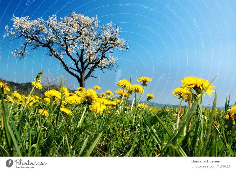 Marienkäferperspektive Wiese Sommer Frühling Schönes Wetter Freizeit & Hobby Baum Ferien & Urlaub & Reisen Löwenzahn Blume Blüte Gras Pause grün Mittagspause