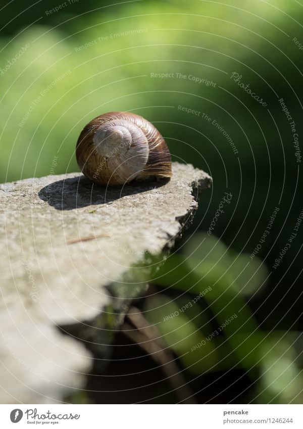 sonnendeck Schnecke Zeichen Erholung genießen liegen schön feminin Wellness Weinbergschnecken Unschärfe Wald Waldlichtung Stein Steinplatten Sonnenbad Farbfoto