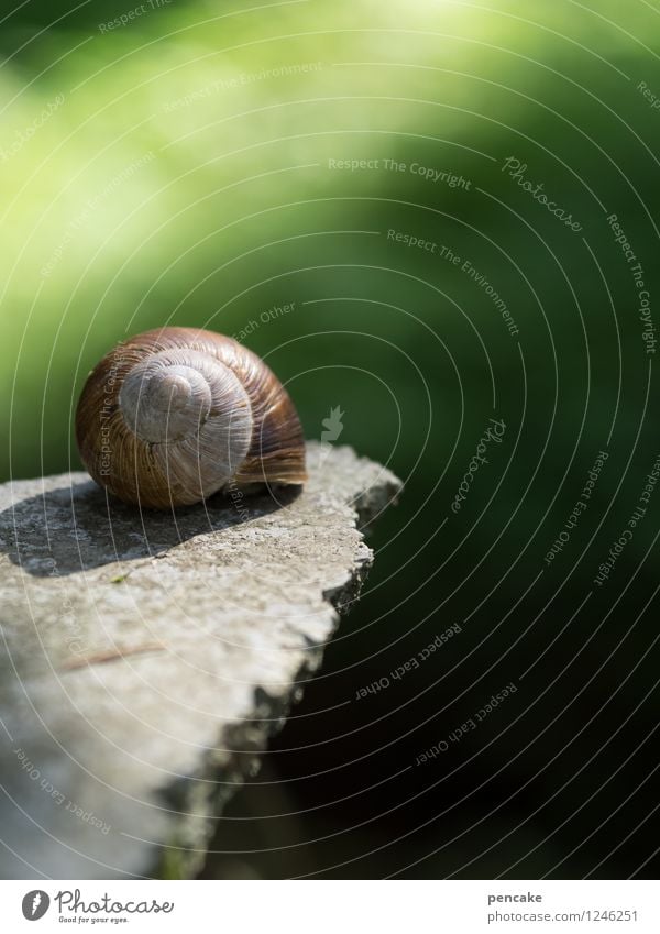 rastplatz Natur Urelemente Sonnenlicht Frühling Sommer Schönes Wetter Wald Schnecke 1 Tier Zeichen Leben Neugier Hoffnung träumen Höhenangst Erholung