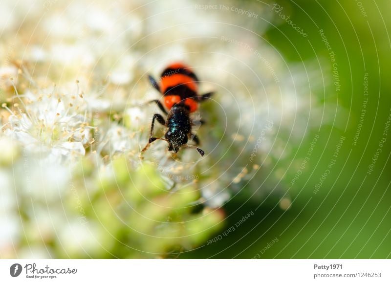 Bienenkäfer Natur Pflanze Frühling Sommer Blume Käfer Gemeiner Bienenkäfer Buntkäfer 1 Tier krabbeln rot schwarz Farbfoto Außenaufnahme Tag