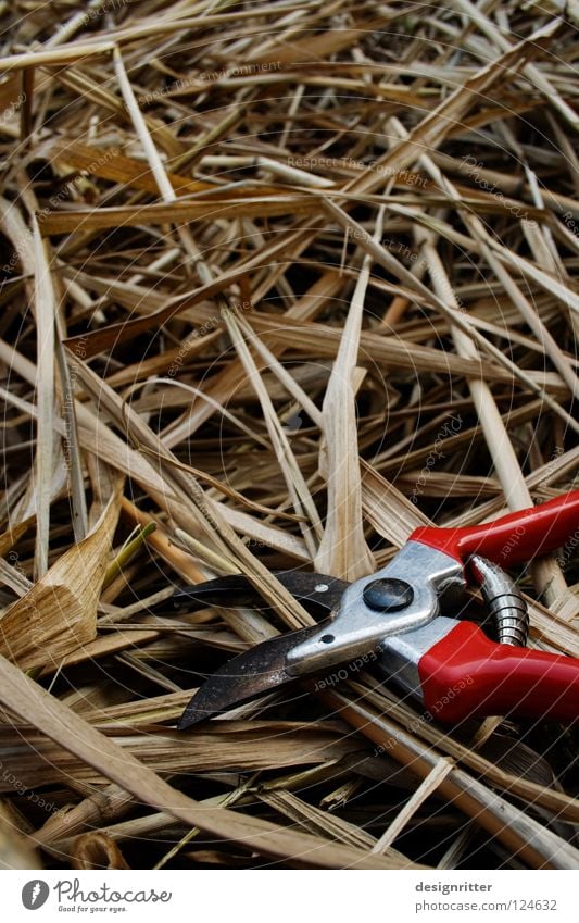 Braunschnitt Gartenarbeit Schilfrohr Gras geschnitten abschneiden Arbeit & Erwerbstätigkeit schön frisch Luft mehrere Schlag Riedgras verschneiden Grünschnitt