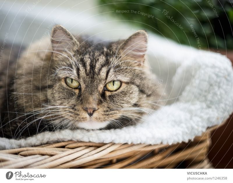 Katze im Korb Stil Sofa Tier Haustier 1 Natur Häusliches Leben draußen Balkon Sommer Porträt Farbfoto Nahaufnahme Tierporträt Blick in die Kamera