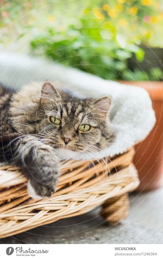 Katze im Korb Lifestyle Stil Erholung Sommer Natur Sonnenlicht Frühling Schönes Wetter Garten Tier 1 gelb Design grau liegen Pflanze Außenaufnahme Pfote Auge