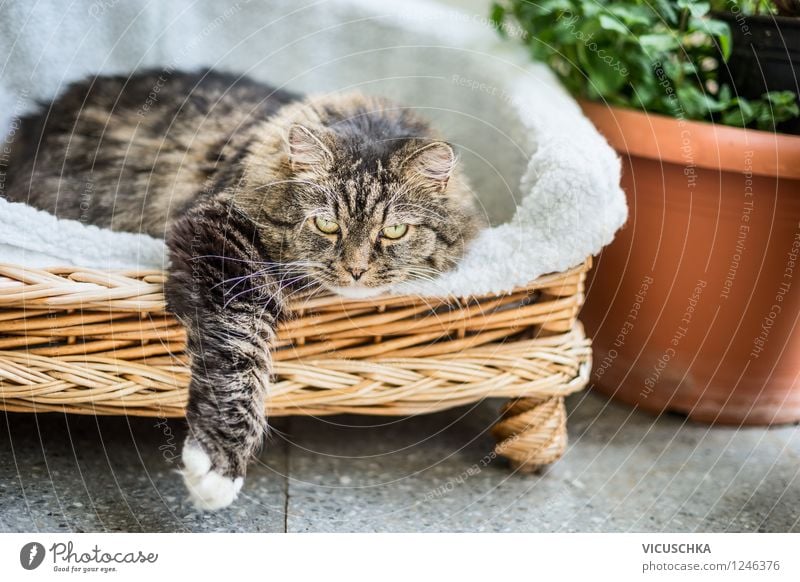 Katze liegt im Körbchen auf Garten Terrasse Design Freizeit & Hobby Sommer Haus Sofa Show Natur Frühling Schönes Wetter Pflanze Tier 1 gelb Katzenpfote liegen