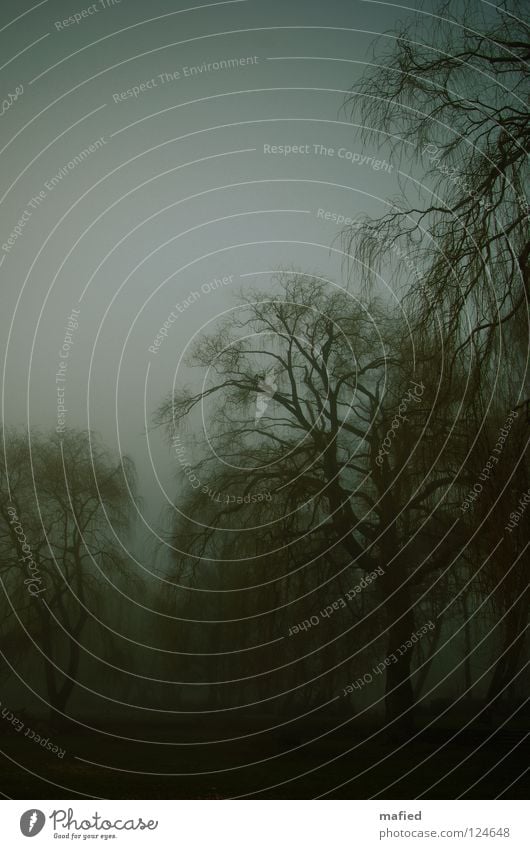 nebelwald ohne apfelbaum Friedhof Nebel Baum grau grün schlechtes Wetter Trauerweide Grabmal Beerdigung dunkel Einsamkeit verzweigt durcheinander Abschied Park