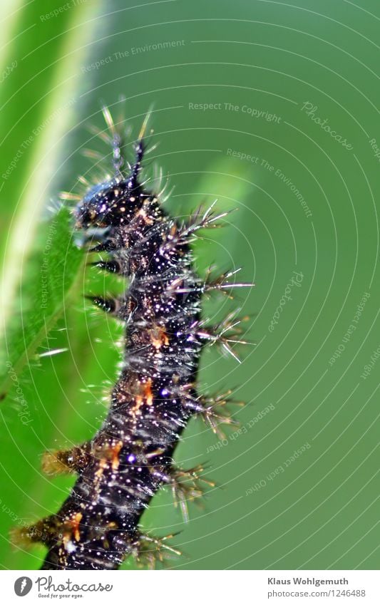 Streber. Will mal Admiral werden. Umwelt Natur Tier Sommer Brennnessel Garten Park Wiese Wald Schmetterling Raupe 1 Fressen grün orange schwarz silber weiß