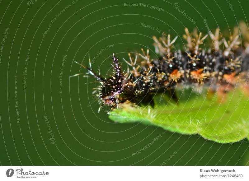 Ich werde mal Admiral werden Umwelt Natur Tier Sommer Pflanze Brennnessel Garten Park Wiese Wald Schmetterling Raupe 1 Fressen grün orange schwarz weiß Farbfoto