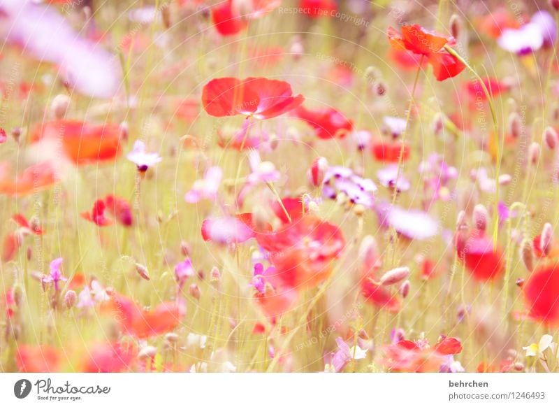 die leichtigkeit des seins Umwelt Natur Pflanze Frühling Sommer Schönes Wetter Blume Gras Blatt Blüte Wildpflanze Mohn Garten Park Wiese Feld Blühend Wachstum