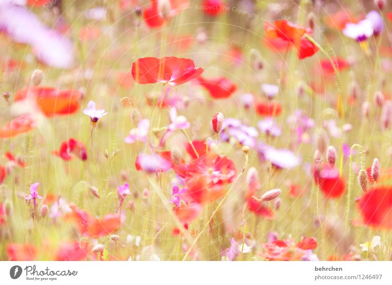 erster mo(h)ntag 2016! Natur Pflanze Frühling Sommer Schönes Wetter Blume Gras Blatt Blüte Wildpflanze Mohn Garten Park Wiese Blühend Duft schön rot