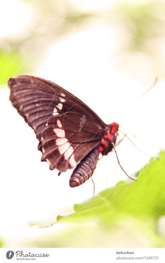 po Natur Pflanze Tier Frühling Sommer Baum Blatt Garten Park Wiese Wildtier Schmetterling Flügel 1 beobachten Erholung fliegen Fressen sitzen außergewöhnlich