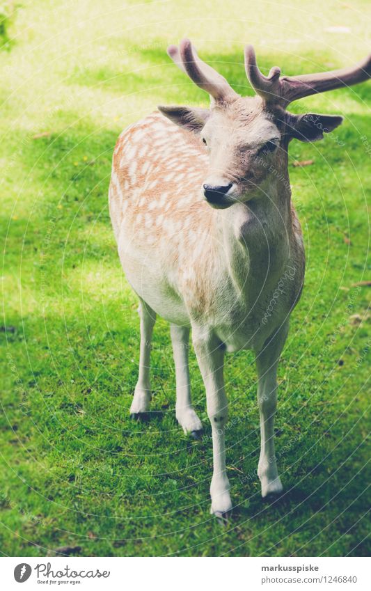 wild Freizeit & Hobby Ferien & Urlaub & Reisen Tourismus Ausflug Tier Nutztier Wildtier Zoo Blick Umweltschutz Bayerische Staatsforsten Bayern