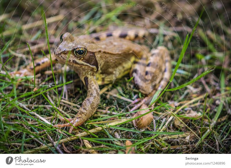 Froschkönig Tier Tiergesicht 1 sitzen springen Farbfoto Außenaufnahme Nahaufnahme Detailaufnahme Makroaufnahme Tag Licht Schatten Kontrast Sonnenlicht