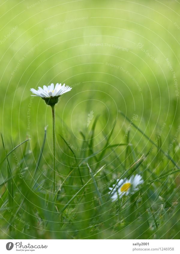 Geburtstagsblümchen für..... Natur Pflanze Blume Gras Gänseblümchen Garten Park Wiese Blühend Erholung leuchten stehen träumen ästhetisch dünn Freundlichkeit