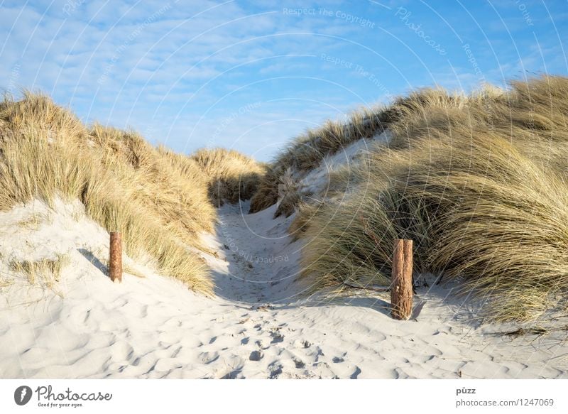 To the beach Erholung Ferien & Urlaub & Reisen Tourismus Ausflug Freiheit Sommer Sommerurlaub Sonne Strand Meer Umwelt Natur Landschaft Pflanze Urelemente Sand