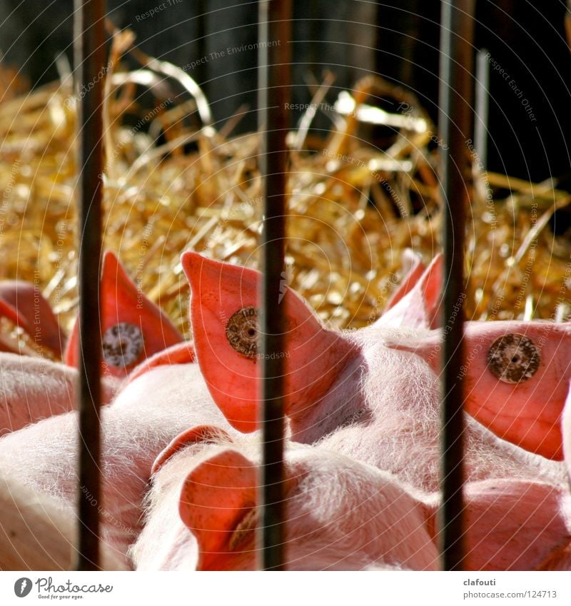 Piercing Convention Farbfoto Außenaufnahme Textfreiraum oben Schwache Tiefenschärfe Rückansicht Sonnenbad Ohr Schönes Wetter Bauernhof Stall Freigehege Schwein