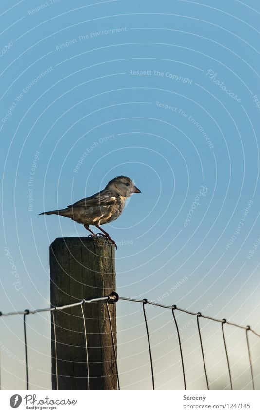 Zaunwächter Natur Tier Himmel Frühling Sommer Schönes Wetter Feld Vogel 1 beobachten sitzen klein Tapferkeit Gelassenheit Zaunpfahl Drahtzaun Farbfoto