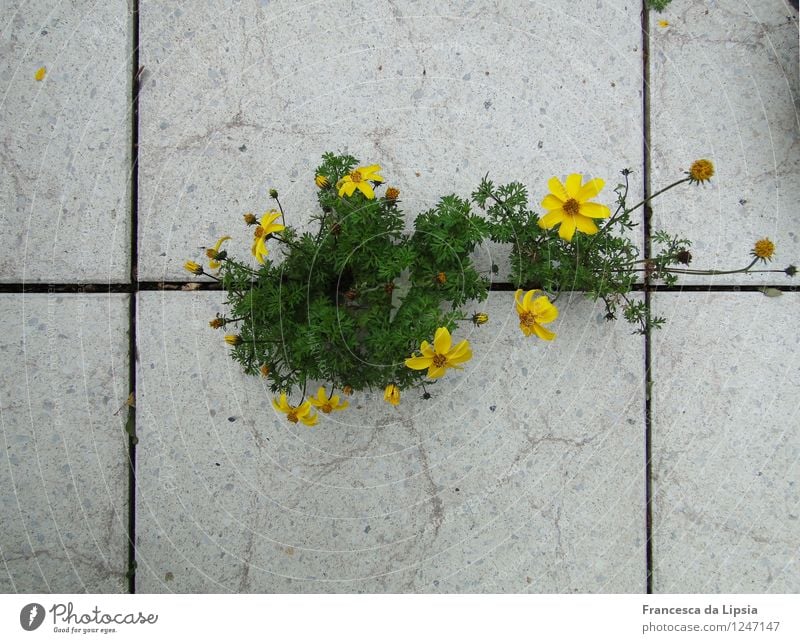 Balkongestaltung Gartenarbeit Umwelt Natur Pflanze Sommer Blume Sträucher Blüte Terrasse Stein Blühend Duft Wachstum frisch klein natürlich rebellisch gelb grün