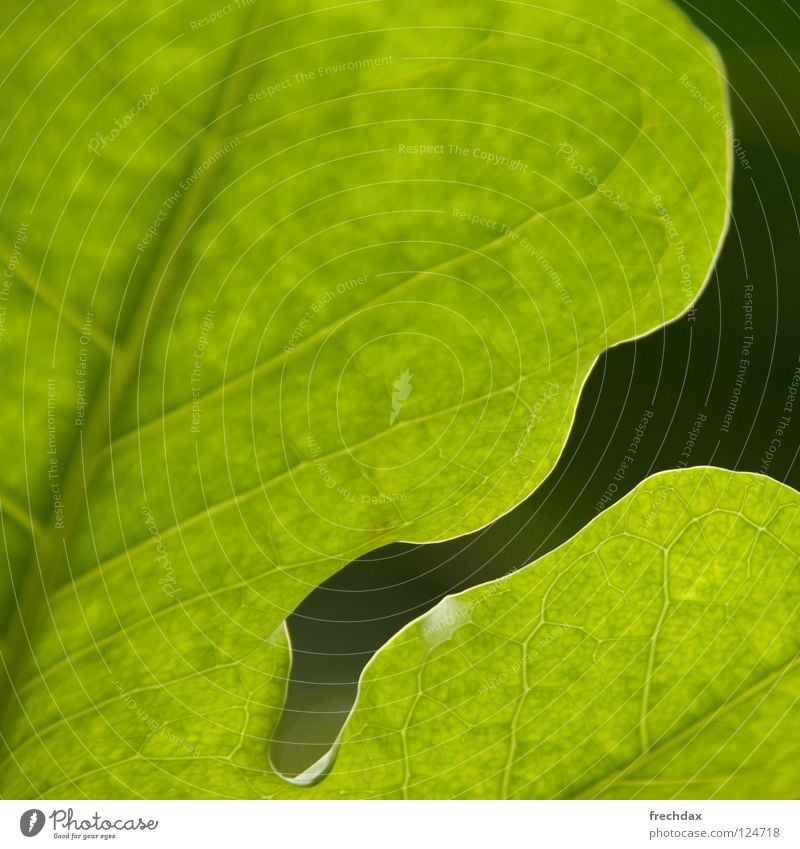 Photosynthese I Blatt rund grün schwarz Sonnenlicht Quadrat Botanik Gefäße organisch Biologie Prozess verwandeln Pflanze Strukturen & Formen Botanischer Garten