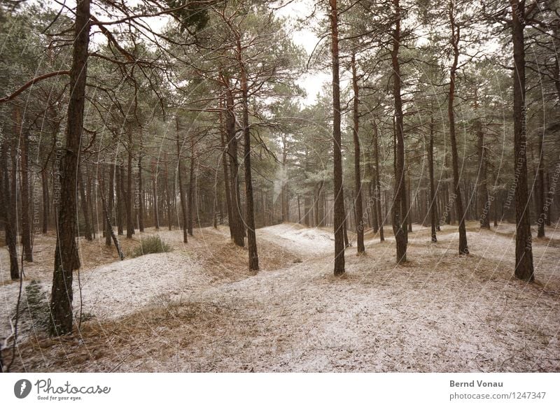 abkühlung Umwelt Natur Landschaft Winter Klima Wetter Schnee Baum Gras Wald Hügel wandern schön braun grau grün Kiefer gerade ruhig Waldlichtung Frost kalt