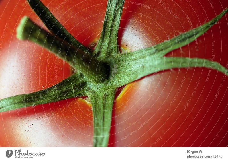 Tomate rot grün glänzend Sträucher Nahaufnahme Gesundheit Gemüse Makroaufnahme tomato red gloss bush