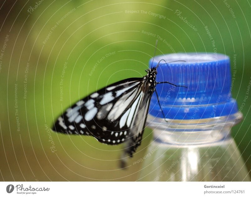 Schmetterviech IV Schmetterling Insekt Tier Rüssel Staubfäden Fühler Blume Stengel flattern fein filigran leicht sensibel weich süß schön zart edel Pause ruhen