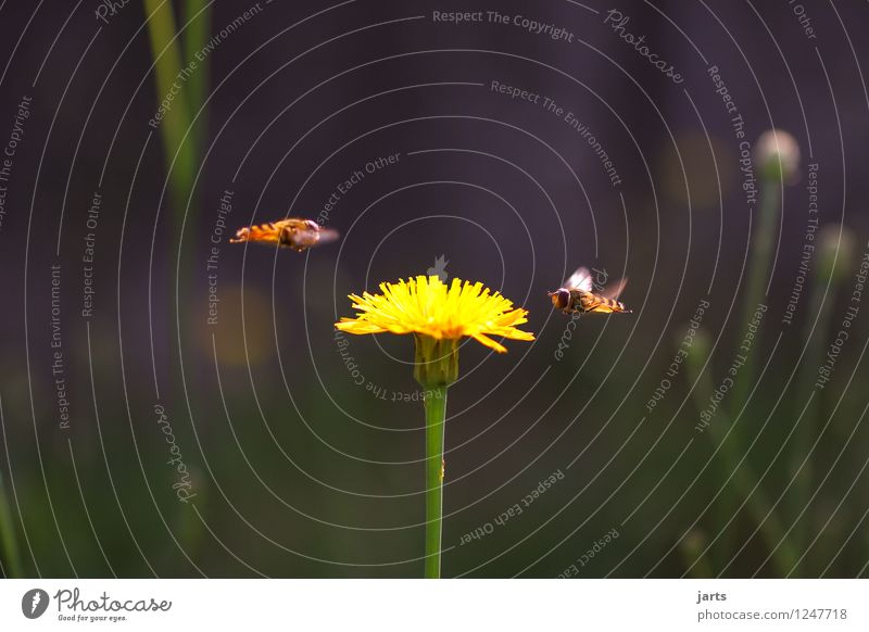 anflug Sommer Pflanze Blume Gras Blüte Garten Tier Wildtier Biene 2 fliegen Natur Wespen Fliege Farbfoto Außenaufnahme Nahaufnahme Menschenleer