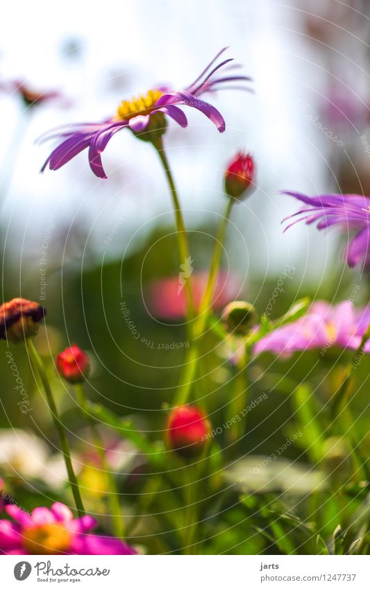 sonntagsgruß Natur Pflanze Sommer Schönes Wetter Blume Blüte Garten Park Duft elegant frisch natürlich schön Fröhlichkeit Zufriedenheit Optimismus