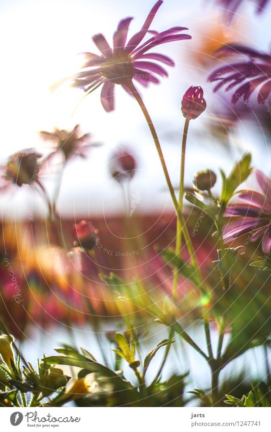 sommer sonne sonnenschein Natur Pflanze Sommer Schönes Wetter Blume Blüte Garten Duft exotisch frisch hell natürlich Wärme Frühlingsgefühle Farbfoto mehrfarbig