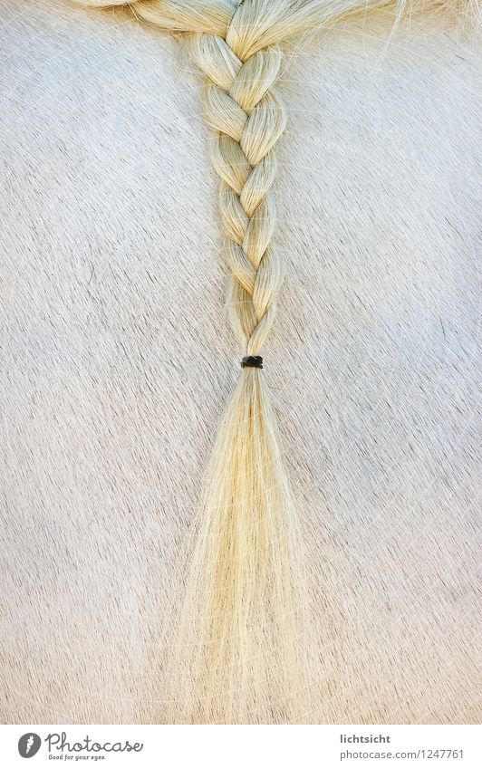 Blondie Haare & Frisuren blond langhaarig Zopf Behaarung Tier Pferd Fell 1 gelb weiß Haarband geflochten Reiten Reitsport Reiterfest Fellfarbe Fellpflege Ponys