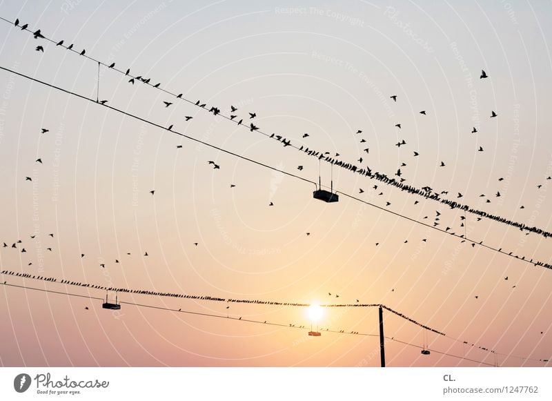 vögel Umwelt Natur Himmel Wolkenloser Himmel Sonne Sonnenaufgang Sonnenuntergang Sonnenlicht Wetter Schönes Wetter Tier Vogel Schwarm Hochspannungsleitung