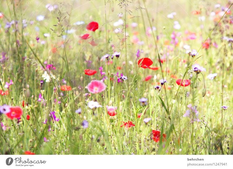 schönen mo(h)ntag allen! Natur Pflanze Frühling Sommer Schönes Wetter Blume Gras Blatt Blüte Wildpflanze Mohn Garten Park Wiese Blühend verblüht Wachstum Duft