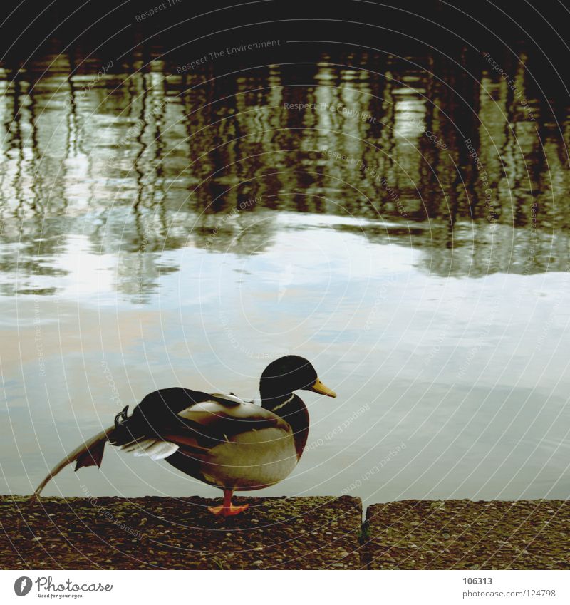 DIE UNGELIEBTEN KINDER DES PHOTOCASE.DE schön Zufriedenheit Erholung Wasser Flussufer Wildtier Vogel Flügel 1 Tier stehen Neid Verachtung sündigen Erpel