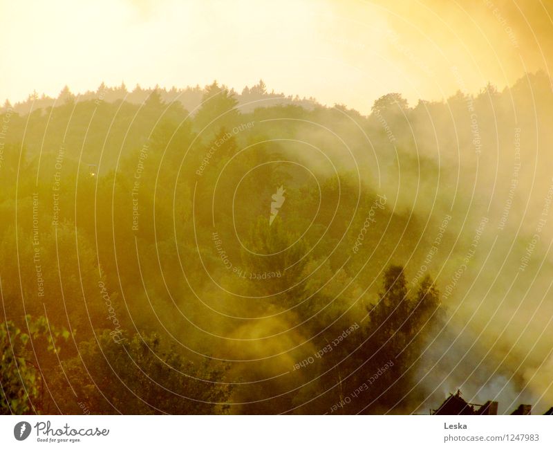 Rauchwald Umwelt Natur Landschaft Feuer Luft Sonnenaufgang Sonnenuntergang Sonnenlicht Klimawandel Nebel Baum Wald Stimmung Endzeitstimmung Hoffnung Horizont