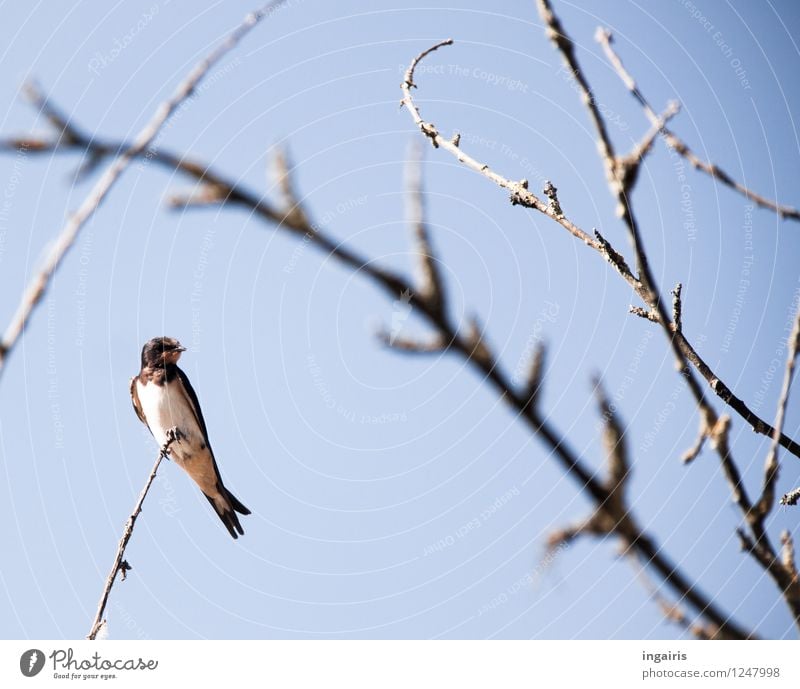 Hochsitz Himmel Wolkenloser Himmel Ast laublos Tier Wildtier Vogel Schwalben Rauchschwalbe 1 beobachten Erholung genießen hocken sitzen hoch klein natürlich