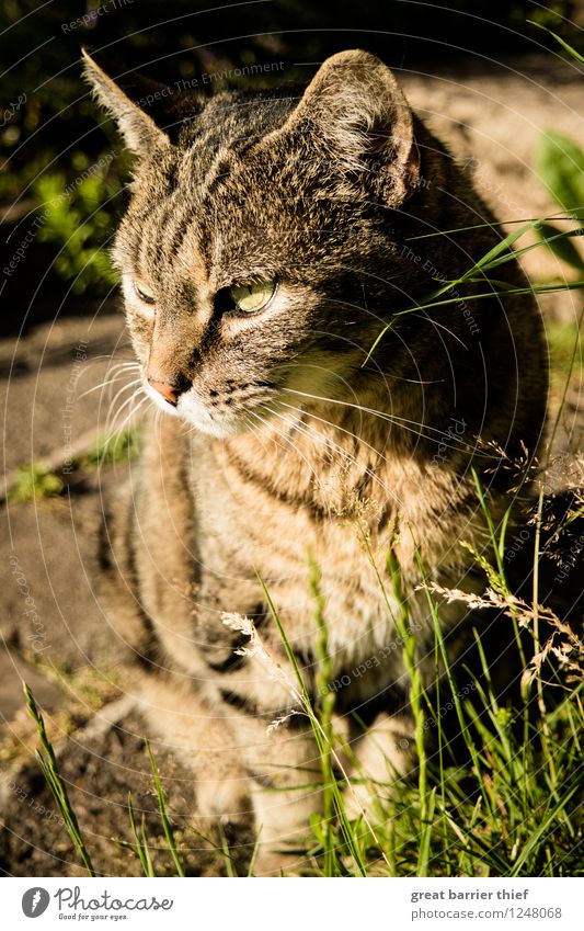 Katze in der Hitze Tier Haustier Fell 1 beobachten warten braun gelb gold grün sitzen Sommer heiß Farbfoto mehrfarbig Außenaufnahme Nahaufnahme Menschenleer Tag