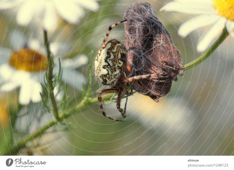 Verpackungskünstler Tier Kamillenblüten Wiese Feld Totes Tier Schmetterling Spinne 2 Kraft dominant Nahrungskette Erfolg braun Mitgefühl Tod Appetit & Hunger