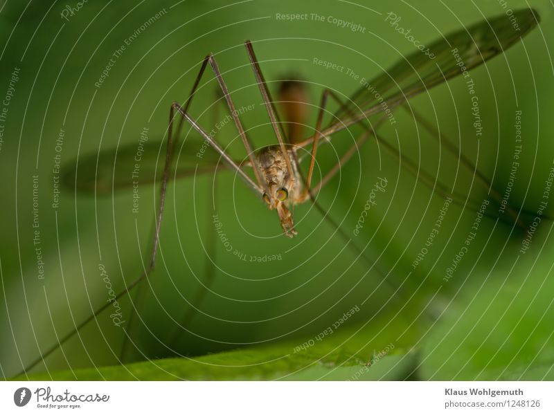 Bin ich harmlos? Umwelt Natur Tier Sommer Grünpflanze Garten Park Wiese Feld Wald Fliege Flügel Schnake 1 sitzen gruselig braun gelb grün Farbfoto Außenaufnahme