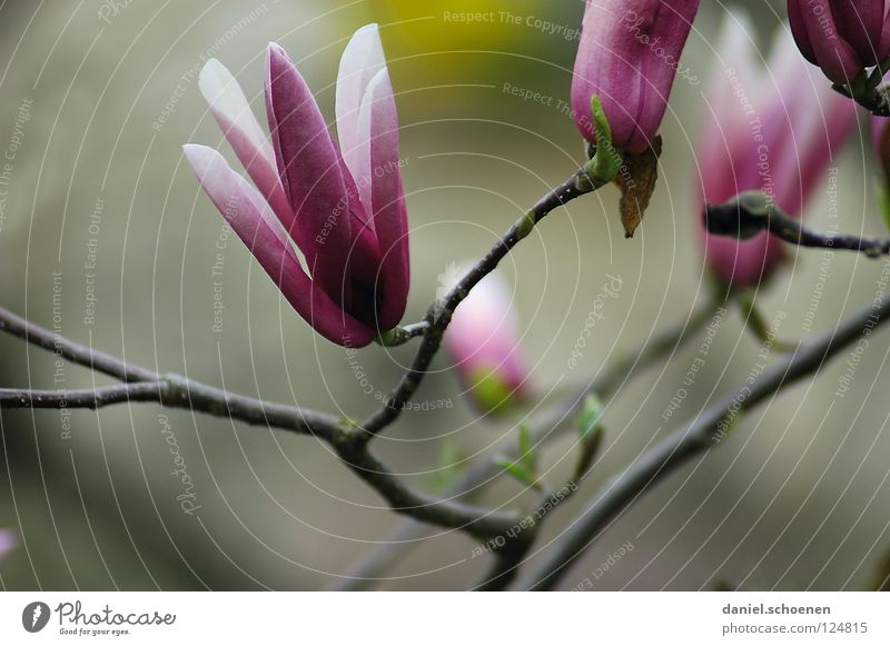 Magnolien 2 weiß Magnoliengewächse Frühling Pflanze Baum rosa rot Hintergrundbild Blüte Blütenblatt Makroaufnahme Nahaufnahme Blütenknospen Ast hell