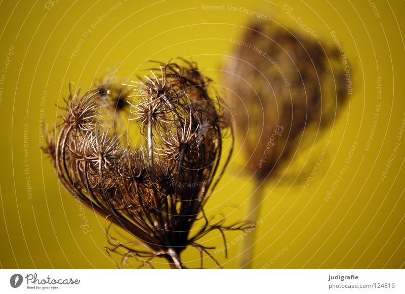 Gelb trocken Blüte Blume Pflanze Stengel Doldenblütler Bedecktsamer weiß braun gelb schwarz Herbst Winter Umwelt Wachstum gedeihen Wiese schön Gift Heilpflanzen