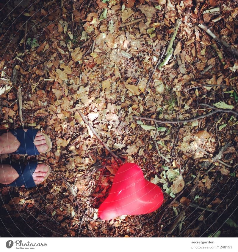 fz3 - gefühlsecht Umwelt Natur Tier Erde Sommer Park Wald Schuhe Sandale Herz liegen dunkel blau braun rot Einsamkeit Liebe Blatt Luftballon Fuß finden Suche