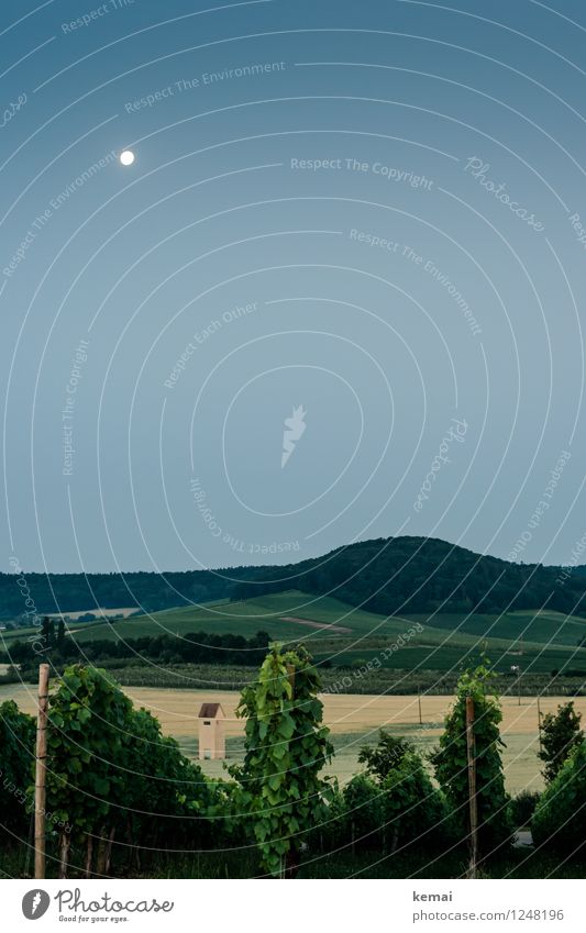 Im Feld III Umwelt Natur Landschaft Pflanze Wolkenloser Himmel Nachthimmel Mond Sommer Schönes Wetter Nutzpflanze Wein Hügel Turm Wachstum authentisch dunkel