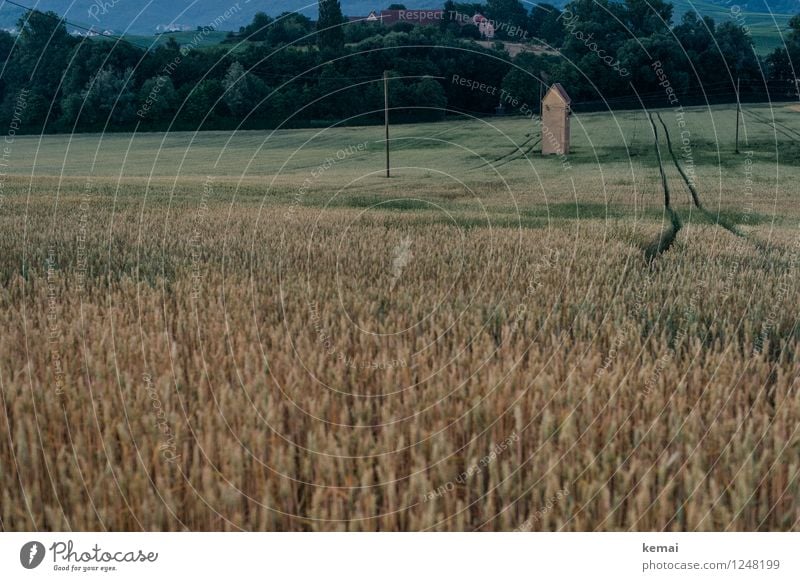 Im Feld II Lebensmittel Umwelt Natur Landschaft Sommer Pflanze Baum Nutzpflanze Gerstenfeld Getreide Getreidefeld Turm Spuren Wachstum authentisch dunkel