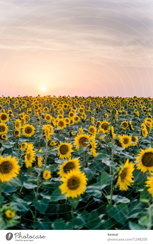 Blumenmeer Ferne Freiheit Umwelt Natur Pflanze Himmel Wolken Sonne Sonnenlicht Sommer Schönes Wetter Wärme Nutzpflanze Sonnenblume Sonnenblumenfeld Feld