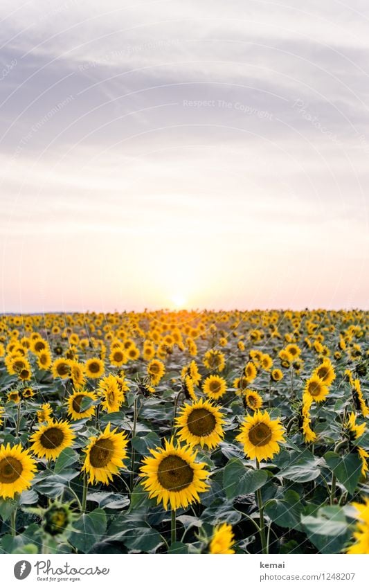 Sundown im Sonnenblumenfeld Umwelt Natur Landschaft Pflanze Himmel Wolken Sonnenaufgang Sonnenuntergang Sonnenlicht Sommer Schönes Wetter Wärme Blume Blatt