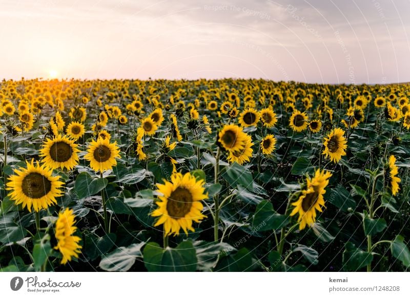 We are family Umwelt Natur Landschaft Pflanze Himmel Wolken Sonne Sonnenaufgang Sonnenuntergang Sonnenlicht Sommer Schönes Wetter Blume Nutzpflanze Sonnenblume