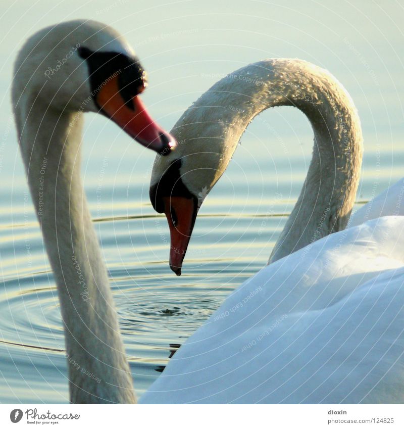 Schwanenherz Herz Vogel Wasser See Teich Wellen Entenvögel Feder Flügel Liebe Zuneigung Partnerschaft Vertrauen Treue Zusammensein nah Freundschaft Ehe Glück