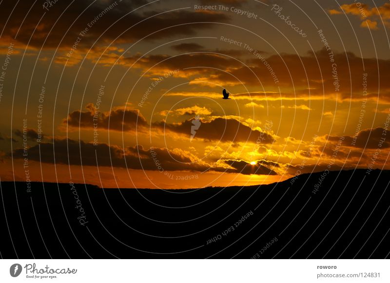 Abendsonne Sonnenuntergang Vogel Abenddämmerung Horizont ruhig Außenaufnahme Trauer Verzweiflung Panorama (Aussicht) Berge u. Gebirge Natur Himmel Greifvogel