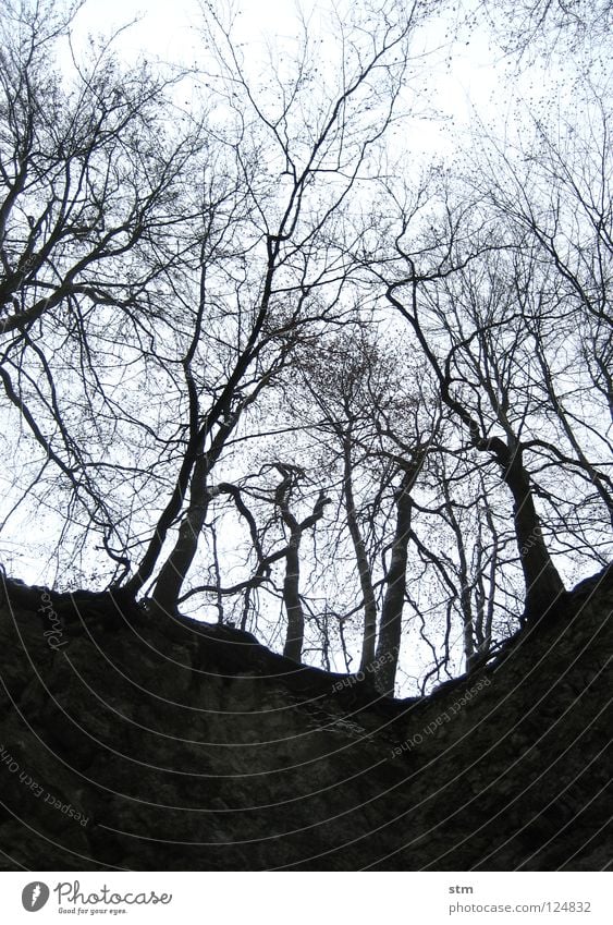 stille 3 Baum Winter laublos ruhig unheimlich Trauer Beerdigung Grab Abschied Wald Einsamkeit Höhle unten Froschperspektive Hoffnung Verzweiflung Schwäche