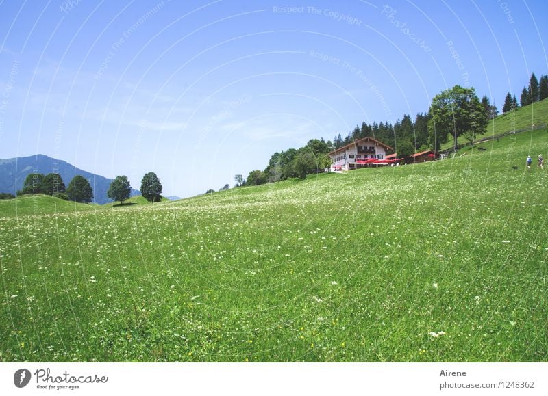 Kindheitserinnerung | ...und oben kriegst du ein Limo! Landschaft Himmel Sommer Wiese Berge u. Gebirge Blumenwiese Bergwiese Haus Gastwirtschaft Almwirtschaft